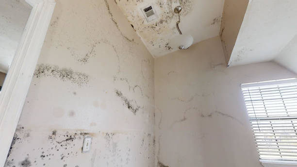 Best Mold Damage Restoration  in Rochester, NH