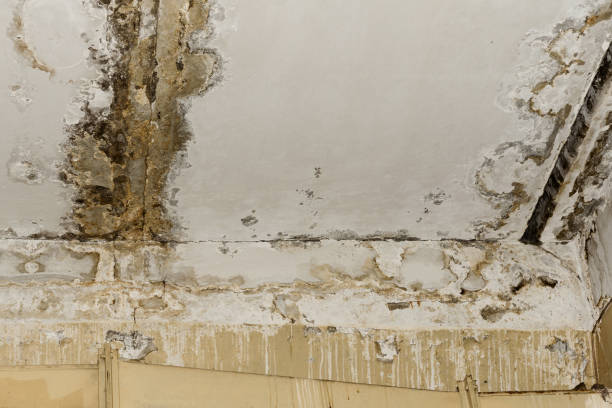 Best Environmental Consulting for Mold Prevention  in Rochester, NH