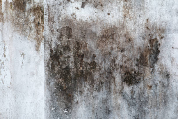 Best Dehumidification Services  in Rochester, NH