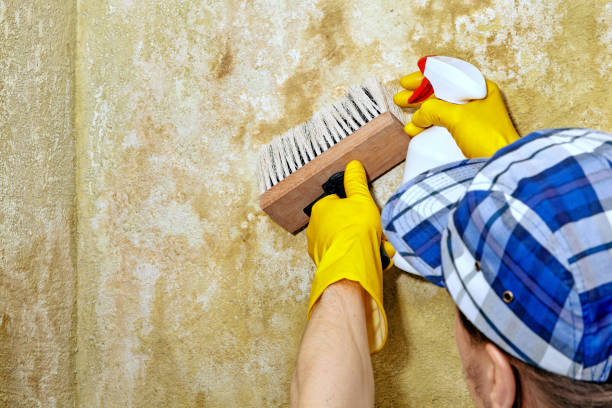 Best Mold Odor Removal Services  in Rochester, NH