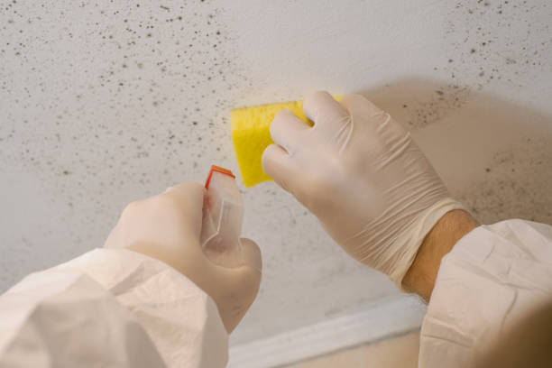 Best Mold Prevention Services  in Rochester, NH