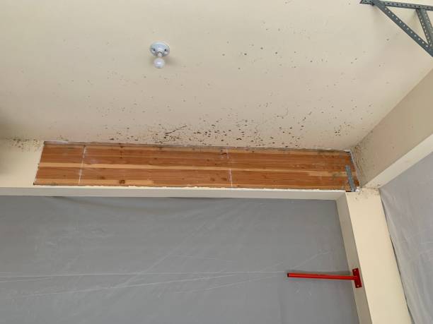 Best Air Quality Testing for Mold Spores  in Rochester, NH
