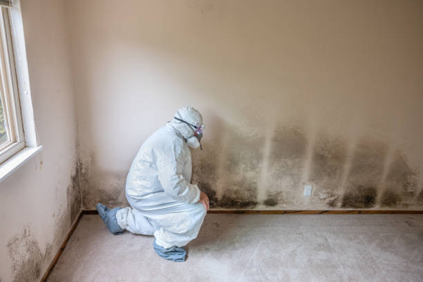 Best Mold Removal for HVAC Installations  in Rochester, NH