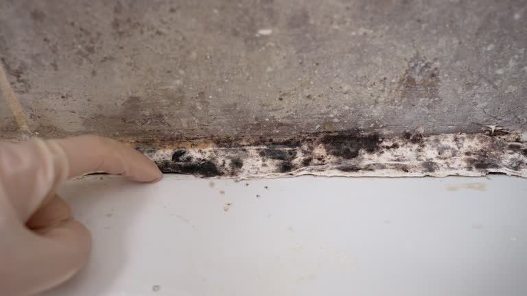 Best Crawl Space Mold Remediation  in Rochester, NH