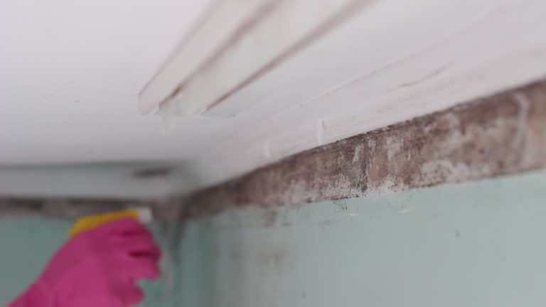 Best Biohazard Mold Removal  in Rochester, NH